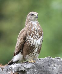 Mäusebussard ( Buteo buteo )