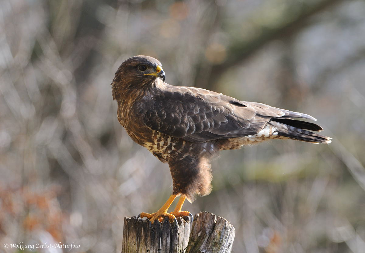 --- Mäusebussard --- ( Buteo buteo )