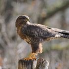 --- Mäusebussard --- ( Buteo buteo )