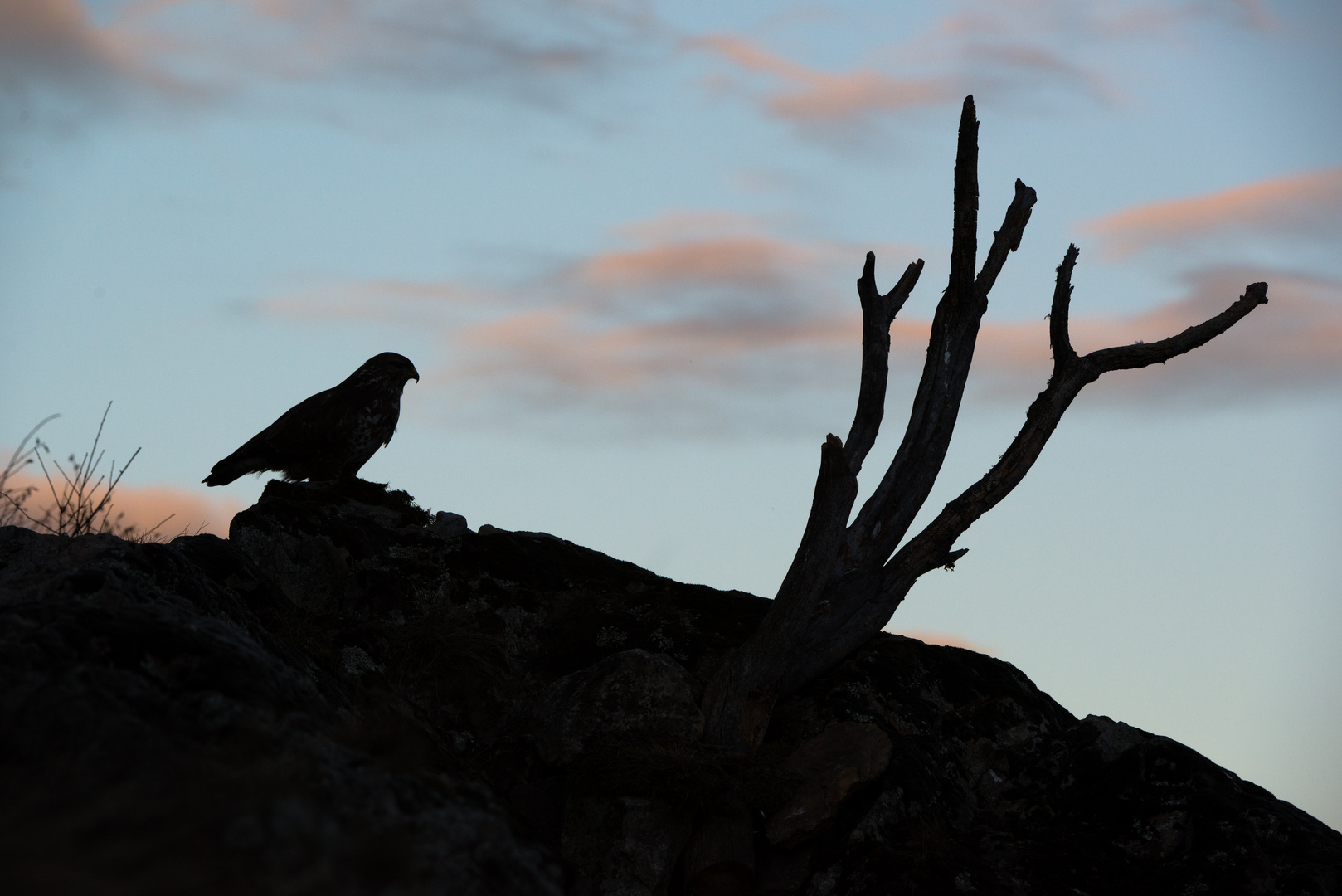 Mäusebussard (Buteo buteo), Abendstimmung