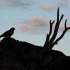 Mäusebussard (Buteo buteo), Abendstimmung