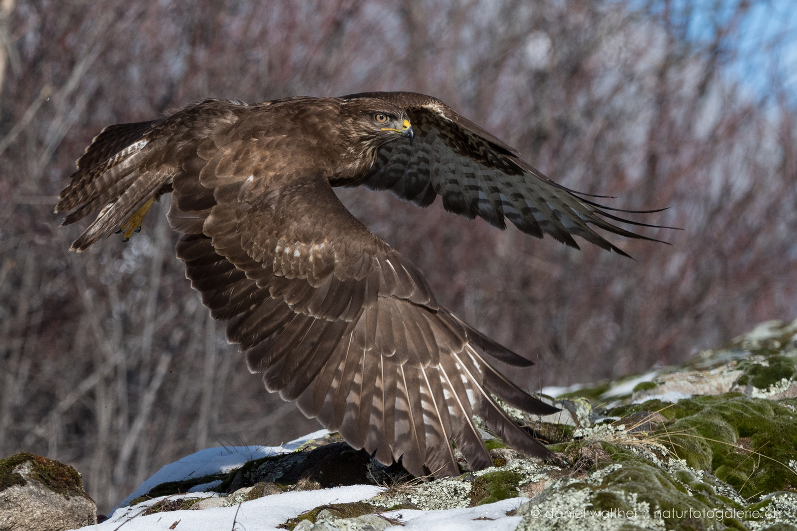 Mäusebussard (Buteo buteo); Abflug I