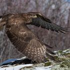 Mäusebussard (Buteo buteo); Abflug I