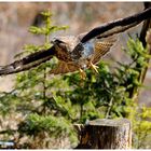 - Mäusebussard - (Buteo buteo )