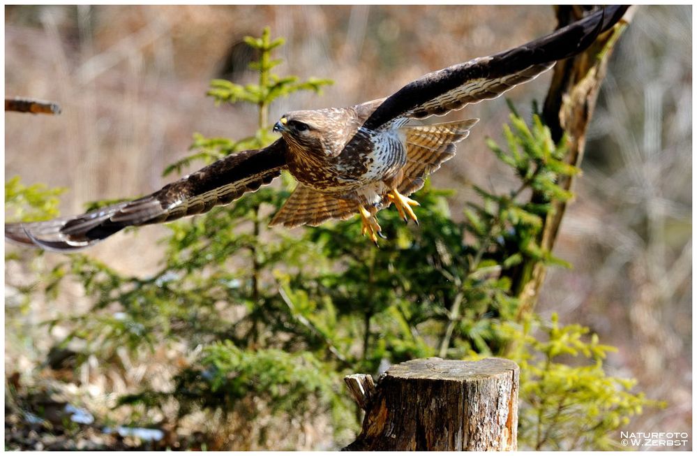 - Mäusebussard - (Buteo buteo )