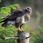   -Mäusebussard -  ( Buteo buteo )