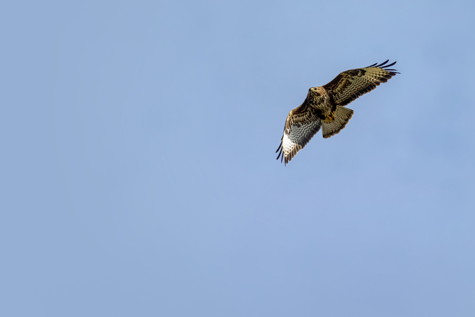  Mäusebussard (Buteo buteo) 