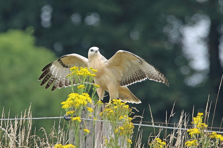 Mäusebussard (Buteo buteo) Albino ?