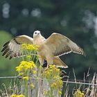 Mäusebussard (Buteo buteo) Albino ?