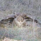 Mäusebussard (Buteo buteo) Am Futterplatz