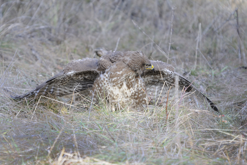 Mäusebussard (Buteo buteo) Am Futterplatz