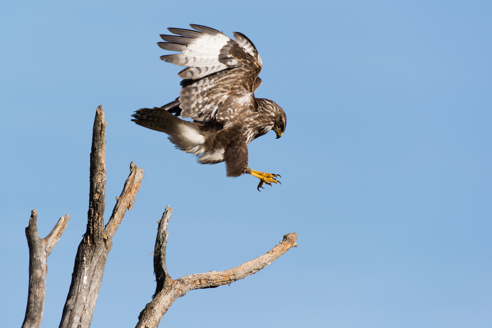 Mäusebussard (Buteo buteo), Anflug