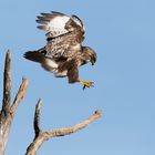 Mäusebussard (Buteo buteo), Anflug