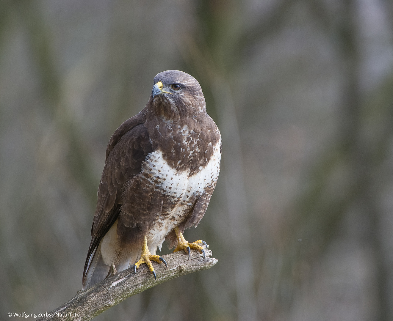 - Mäusebussard -  ( Buteo buteo )