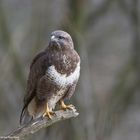 - Mäusebussard -  ( Buteo buteo )