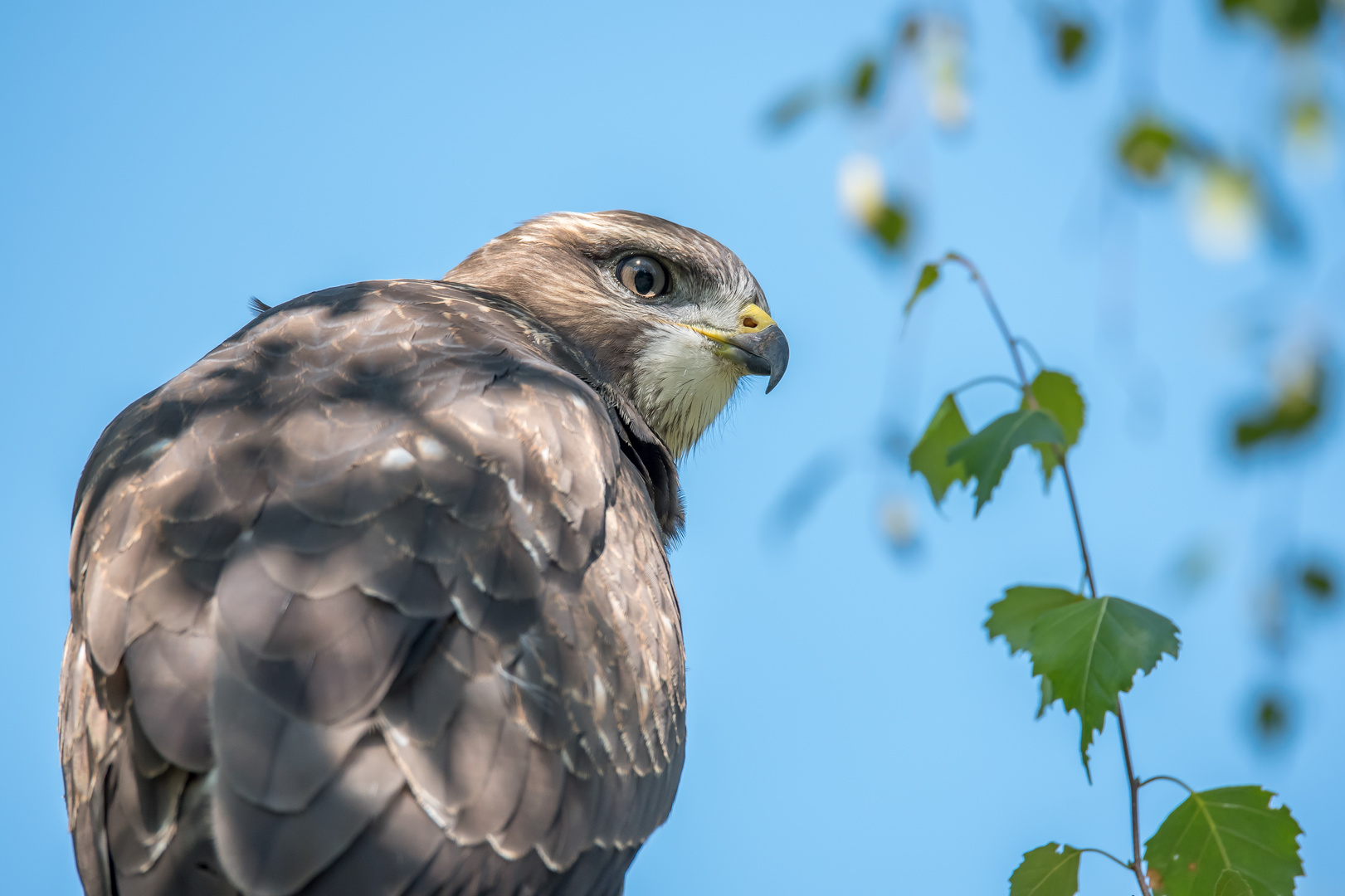 Mäusebussard (Buteo buteo) 