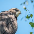 Mäusebussard (Buteo buteo) 