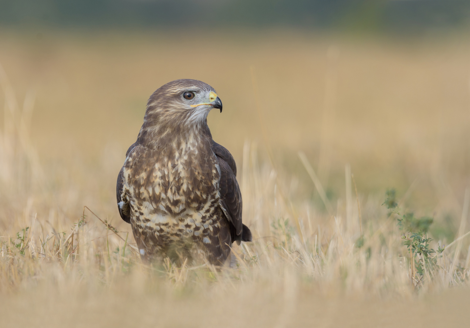 ~Mäusebussard (Buteo buteo) ~