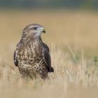 ~Mäusebussard (Buteo buteo) ~