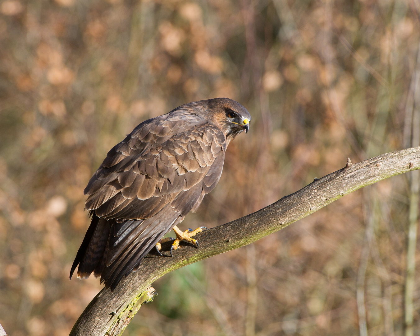 --- Mäusebussard ---      ( Buteo buteo )