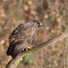 --- Mäusebussard ---      ( Buteo buteo )