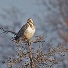 Mäusebussard (Buteo buteo)