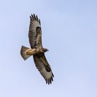 Mäusebussard - Buteo buteo