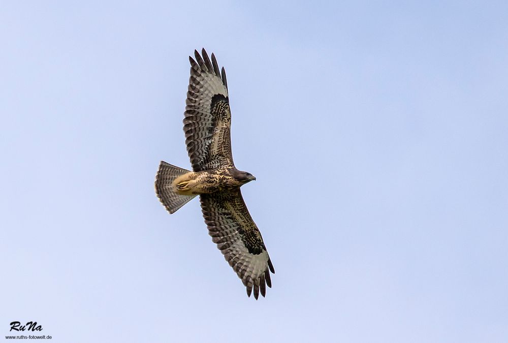 Mäusebussard - Buteo buteo