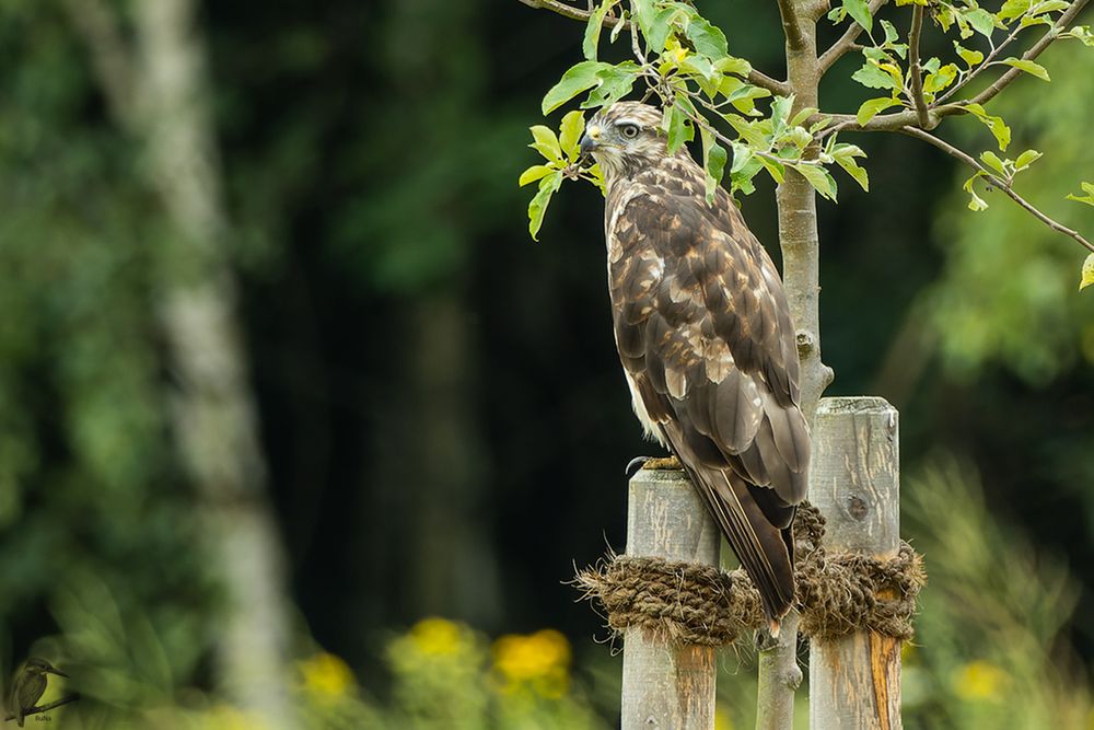 Mäusebussard - Buteo buteo