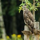 Mäusebussard - Buteo buteo