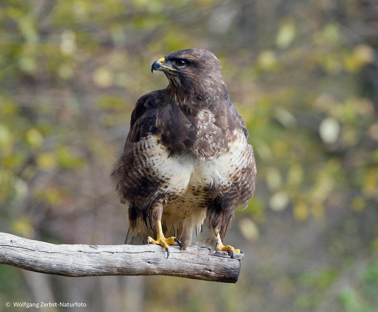 -- Mäusebussard. -  ( Buteo buteo )