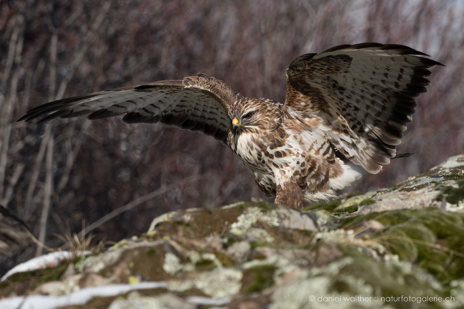 Mäusebussard (Buteo buteo); balancierend