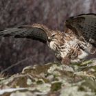 Mäusebussard (Buteo buteo); balancierend