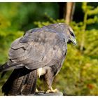 - Mäusebussard - ( Buteo buteo )