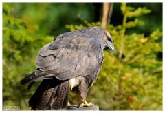 - Mäusebussard - ( Buteo buteo )