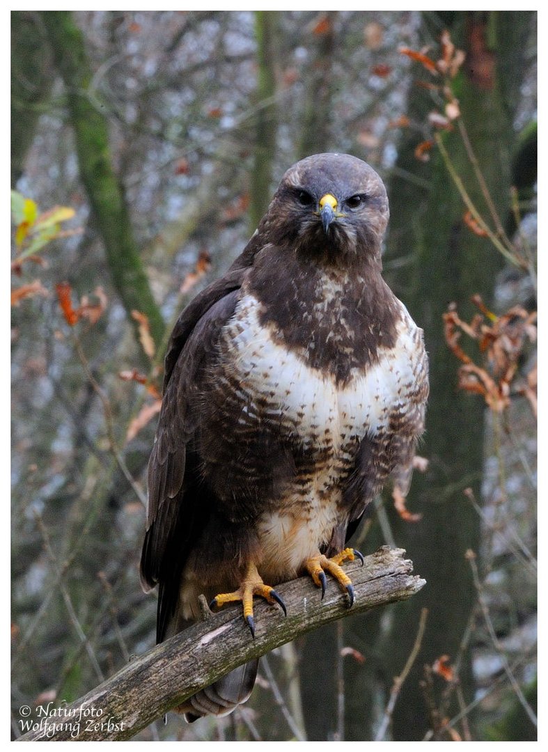 --- Mäusebussard --- ( Buteo buteo )