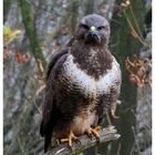 --- Mäusebussard --- ( Buteo buteo )