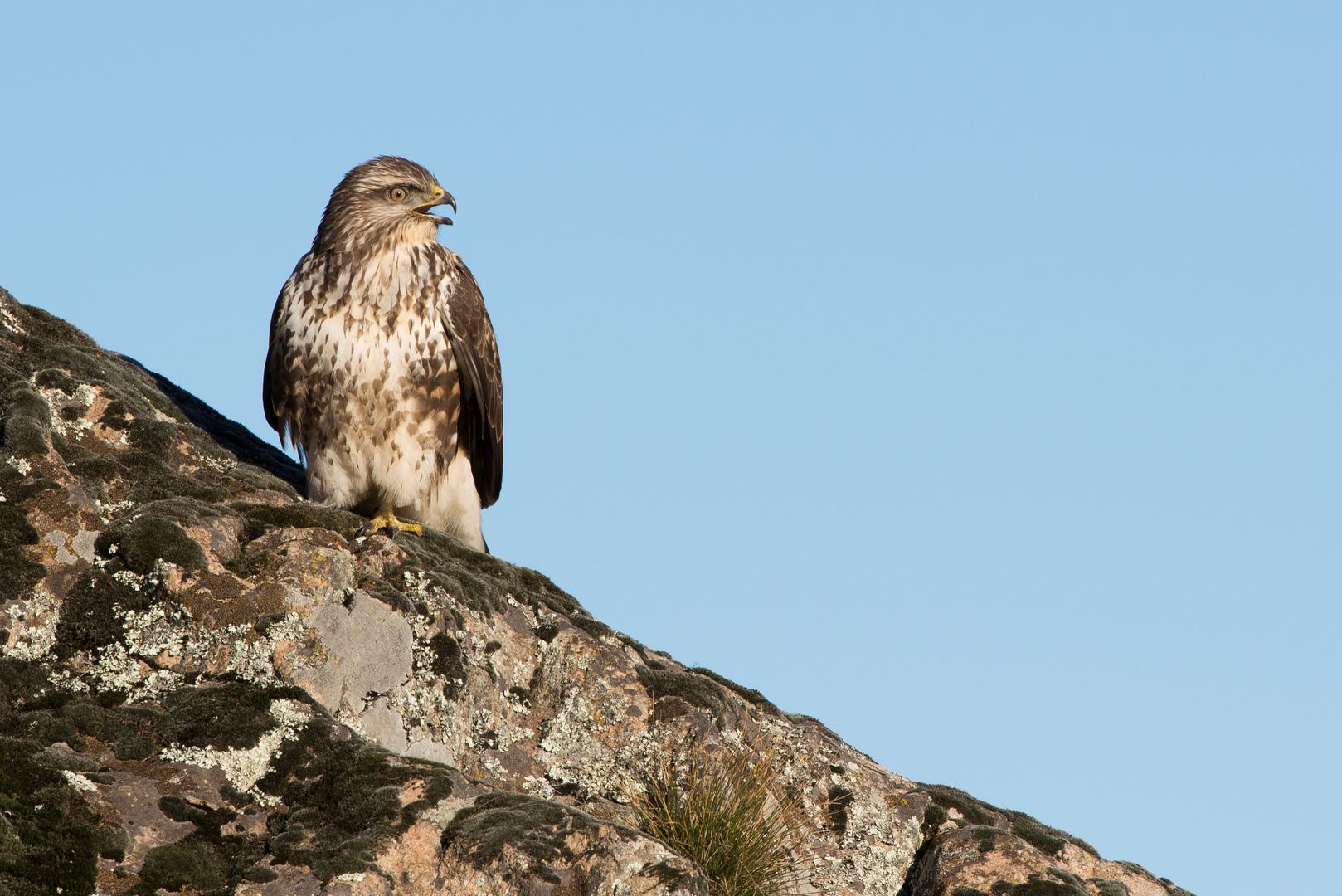 Mäusebussard (Buteo buteo)