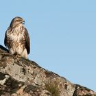 Mäusebussard (Buteo buteo)