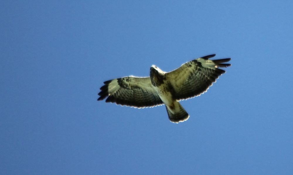 Mäusebussard (Buteo buteo)