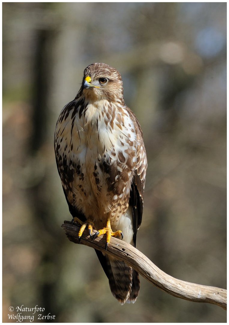 ---- Mäusebussard ---- ( Buteo buteo )