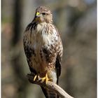 ---- Mäusebussard ---- ( Buteo buteo )