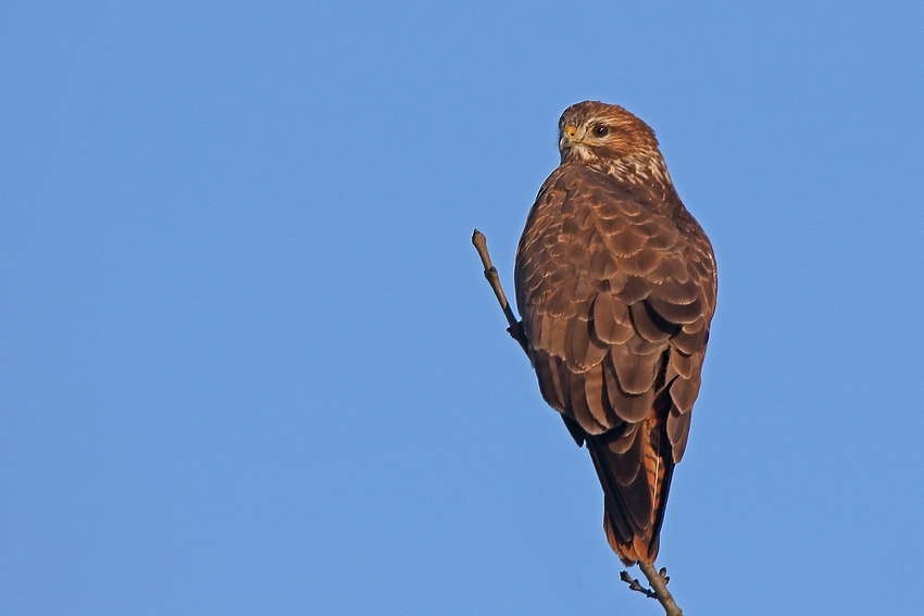  Mäusebussard (Buteo buteo)