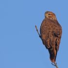  Mäusebussard (Buteo buteo)