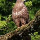 Mäusebussard (Buteo buteo)