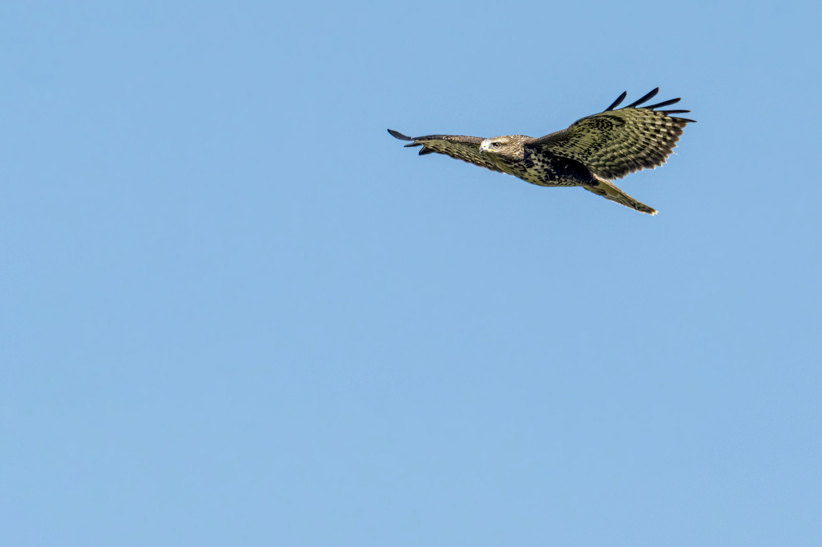 Mäusebussard (Buteo buteo)