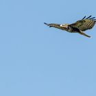 Mäusebussard (Buteo buteo)