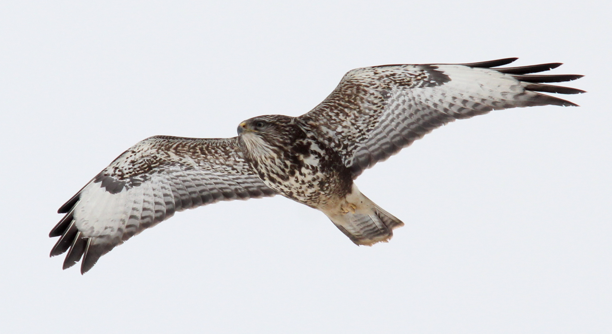 Mäusebussard (Buteo buteo)