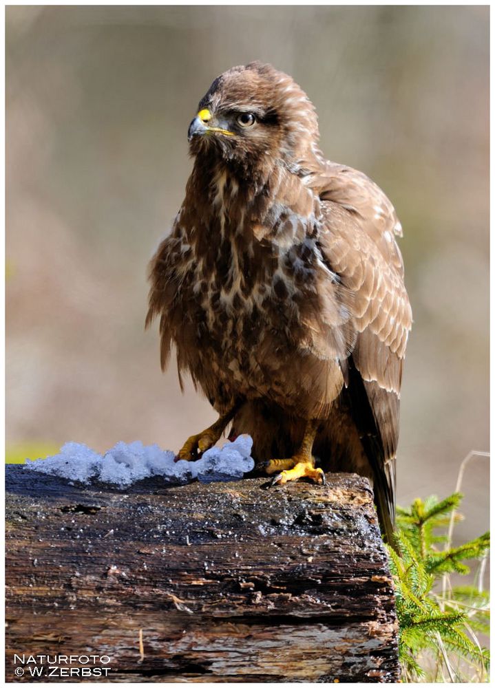 - Mäusebussard - (Buteo buteo)