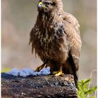 - Mäusebussard - (Buteo buteo)